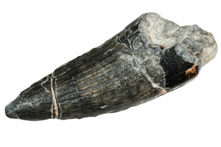 Spinosaurid Dinosaur (Suchomimus) Tooth - Niger #241093